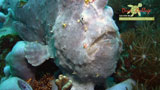 Frogfishes
