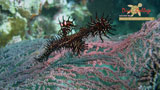 Pipefishes & Seahorses